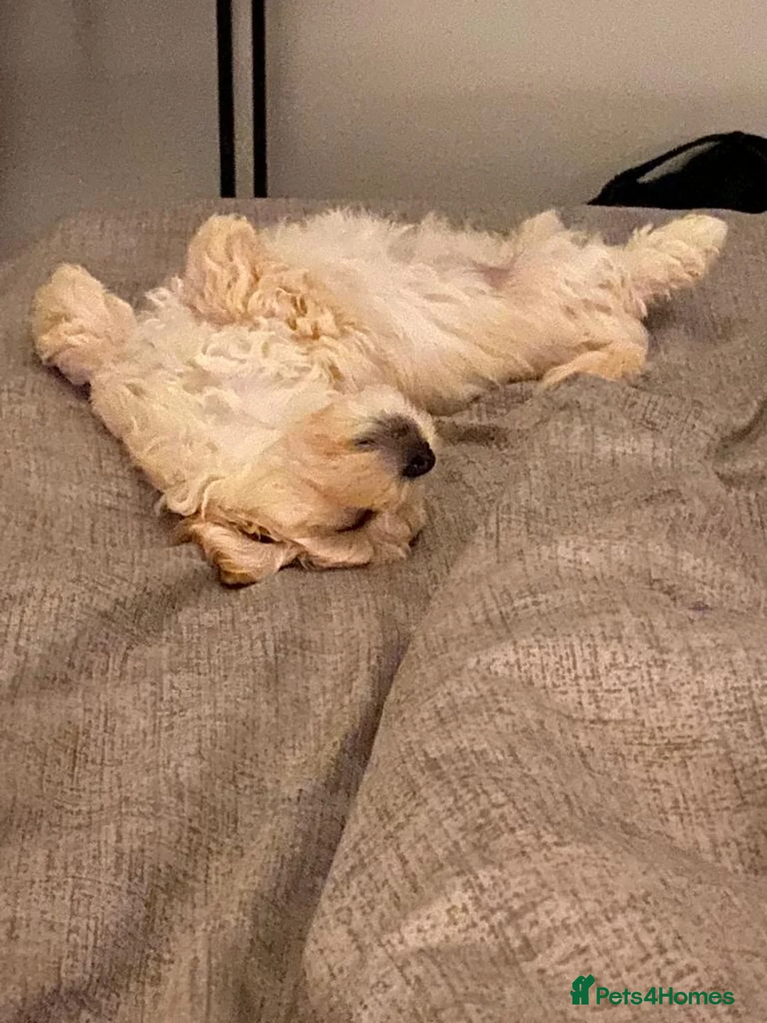 Toy Poodle dogs for stud: Phantom Toy Poodle Tri colour KC (STUD ONLY) in Coalville - Advert 36