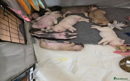 French Bulldog dogs for sale: Boo litter - Image 7