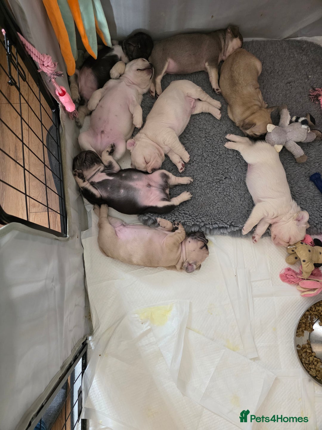 French Bulldog dogs for sale: Boo litter - Image 7