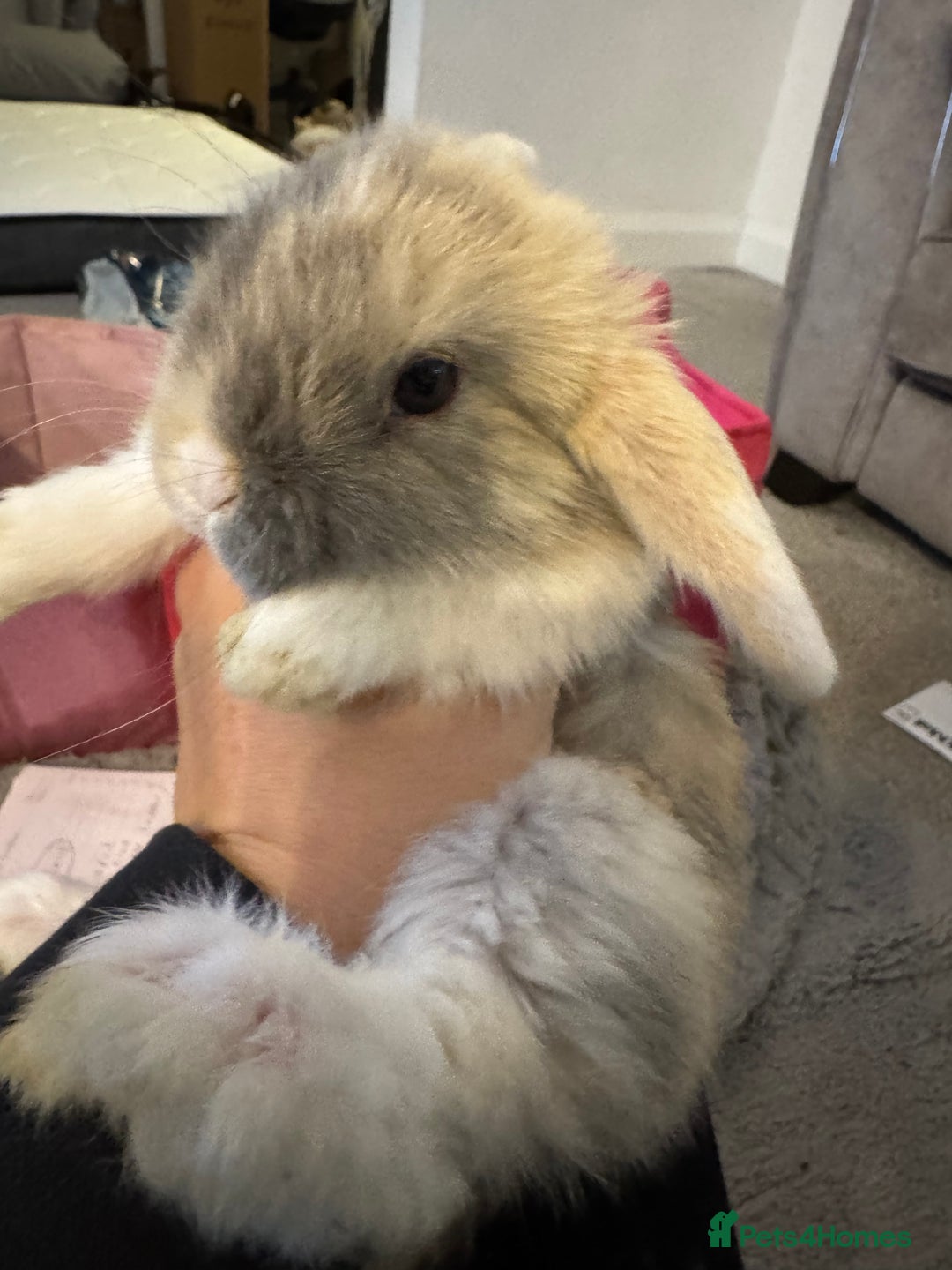 Mini Lop rabbits for sale: Mini lop baby bunnies  - Advert 9