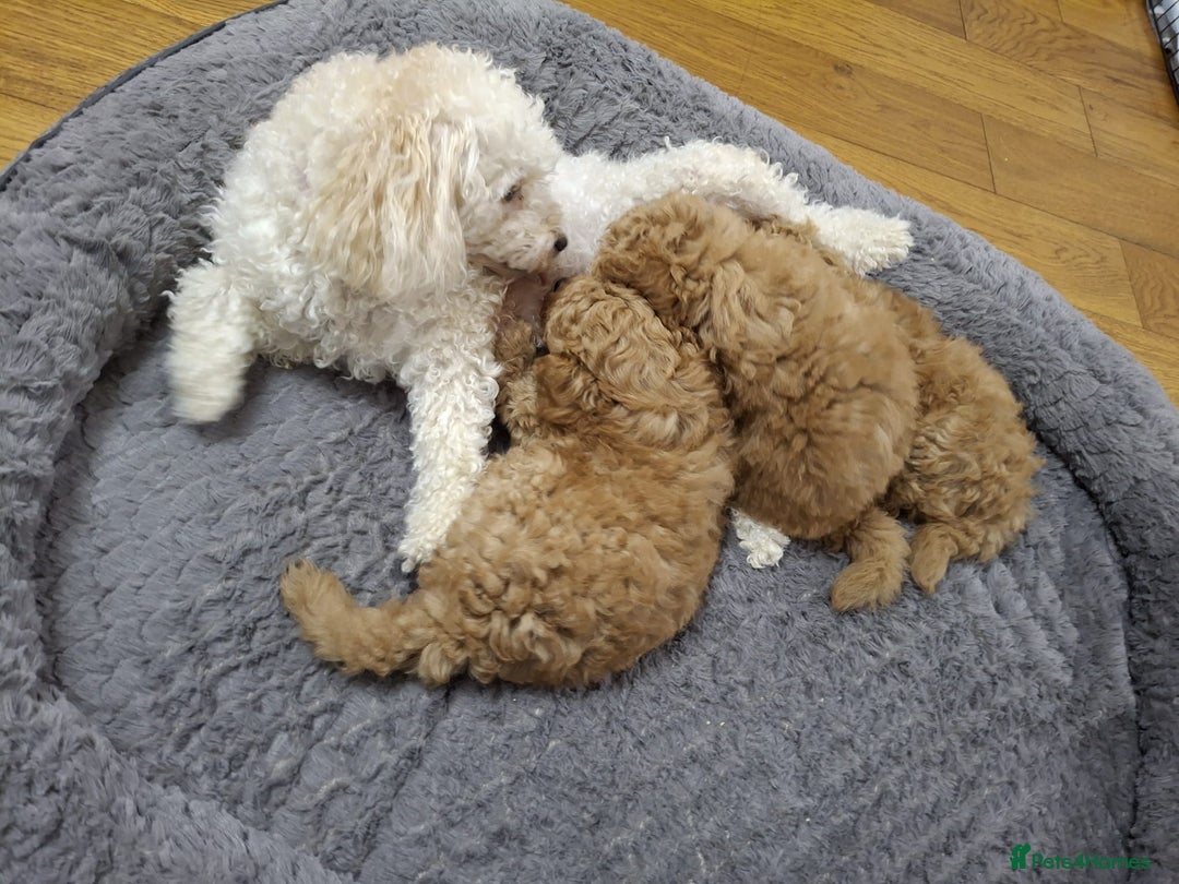 Maltipoo dogs for sale: 3 Maltipoo Puppies For sale - Image 10
