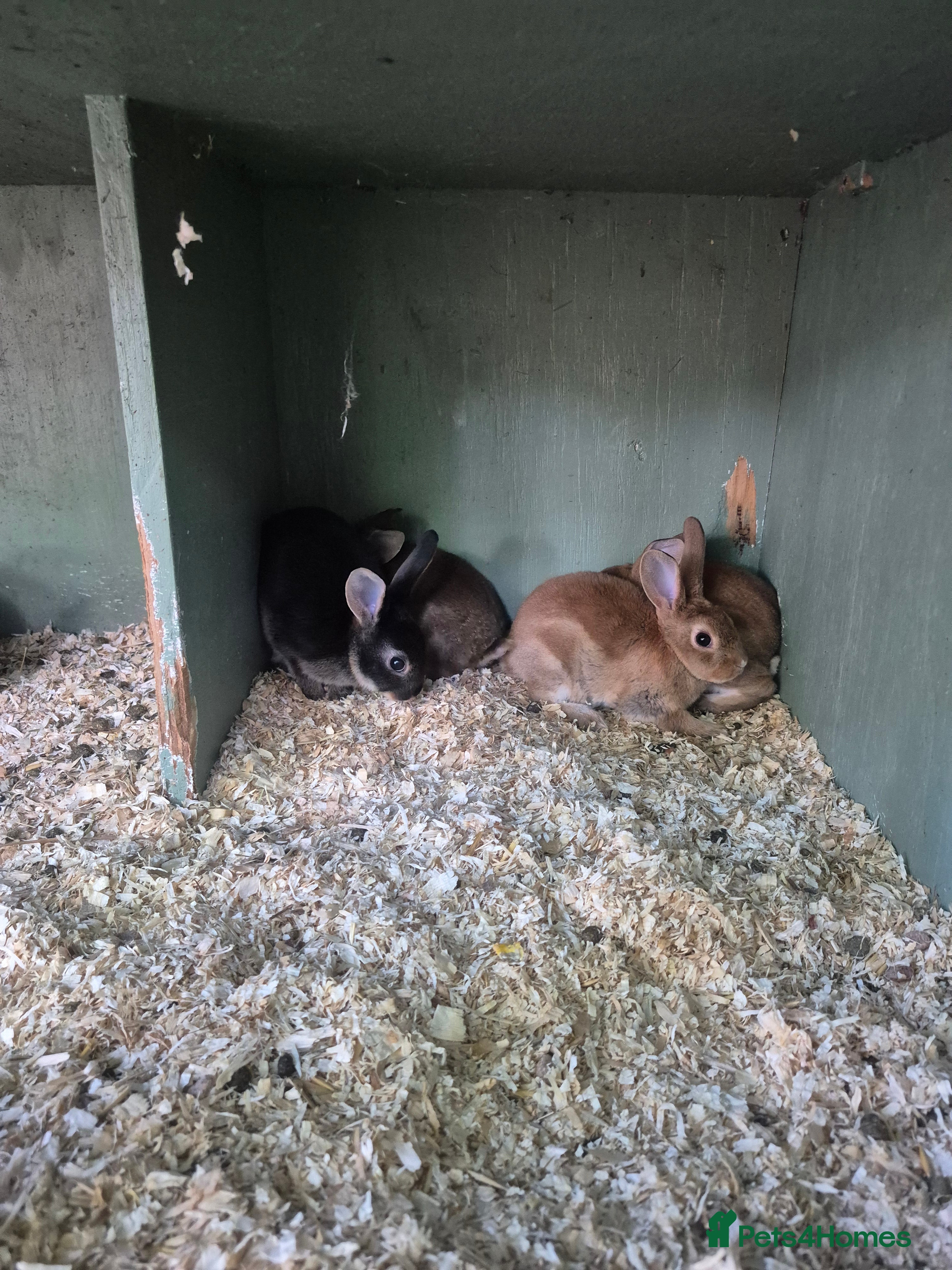 Rex rabbits for sale: Standard rex rabbits  - Advert 2