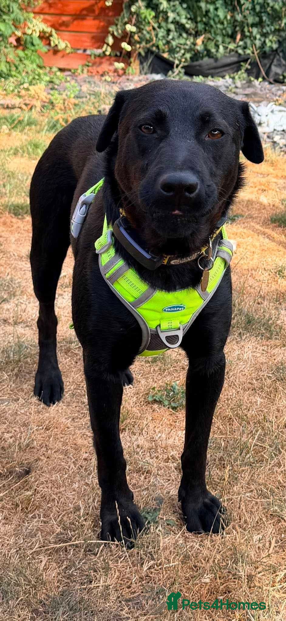 Mixed Breed dogs Meet Kuro, currently residing in Surrey - Advert 1