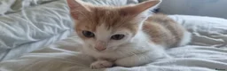 Mixed Breed cats for sale: Cute kittens  in Leicester - Advert 3