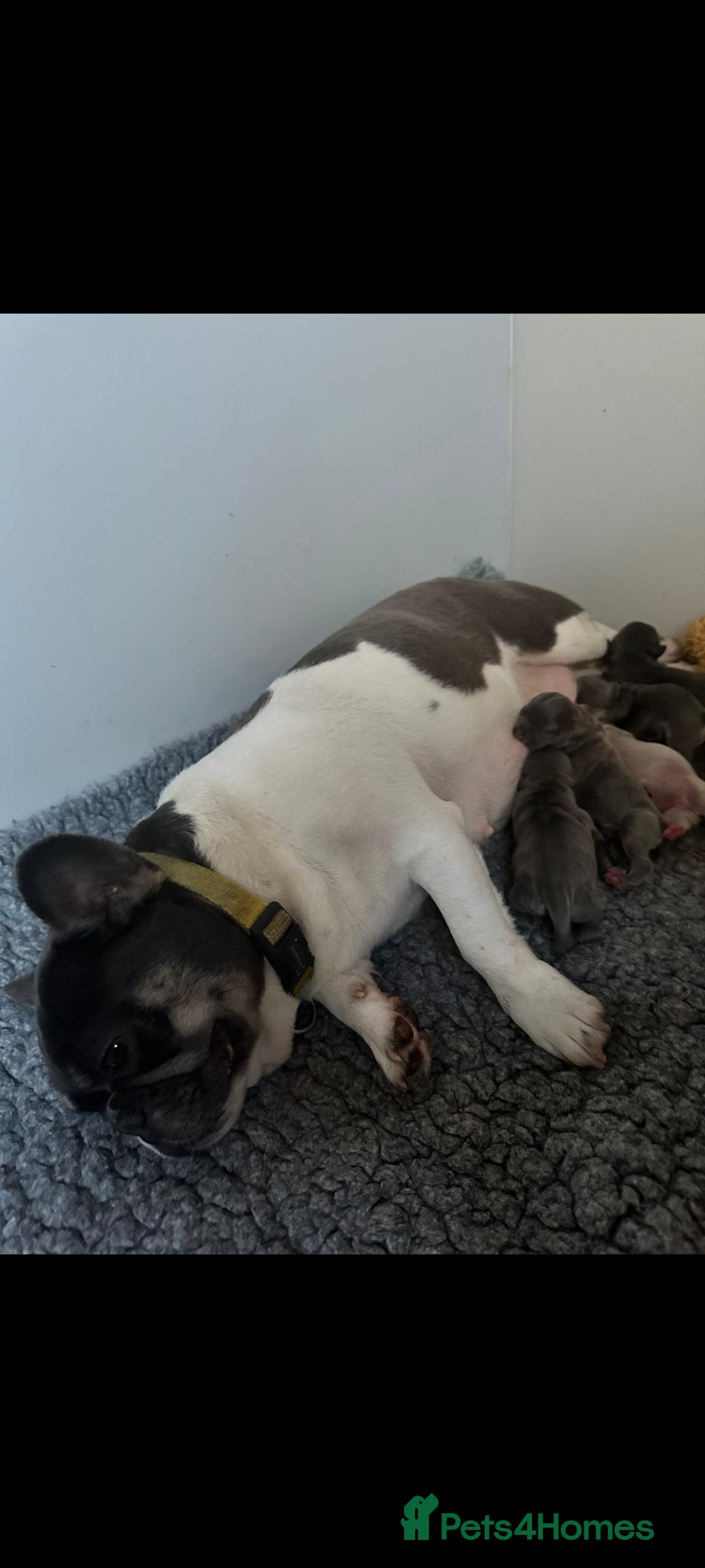 French Bulldog dogs for sale: Adorable pink and fluffy french bulldogs puppies  - Image 27