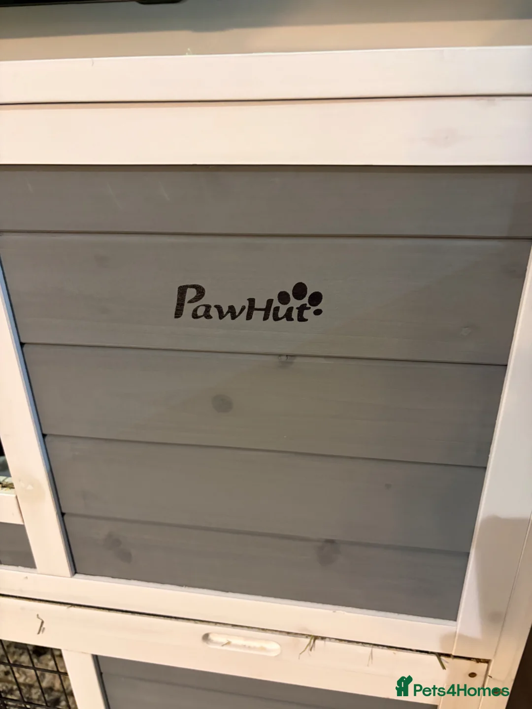 Lionhead rabbits for sale: Two adorable rabbits looking for a new home  - Advert 5