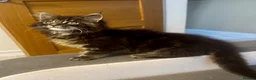 Maine Coon cats for sale: Pedigree Maine Coon Male Kitten - Advert 8
