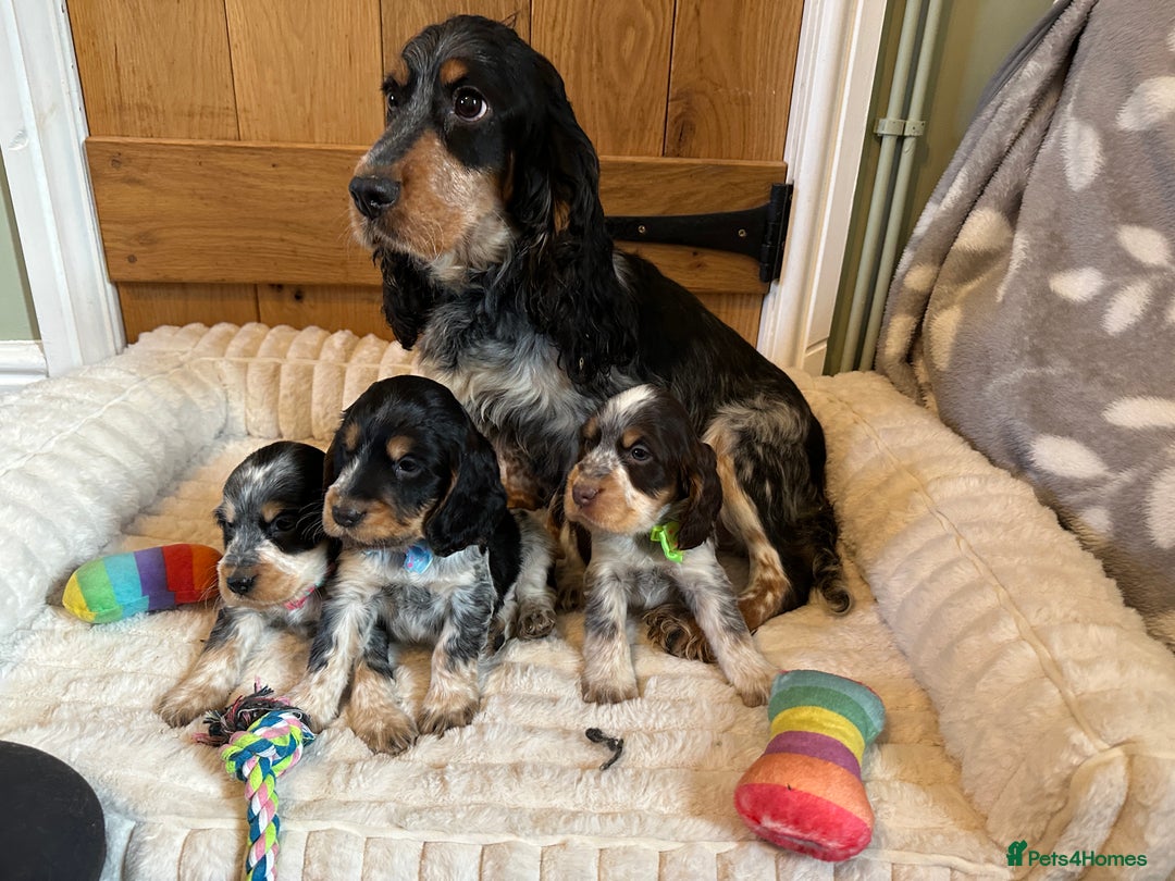 Cocker Spaniel dogs for sale: KC Registered Show Type Cocker Spaniel Puppies  - Advert 2