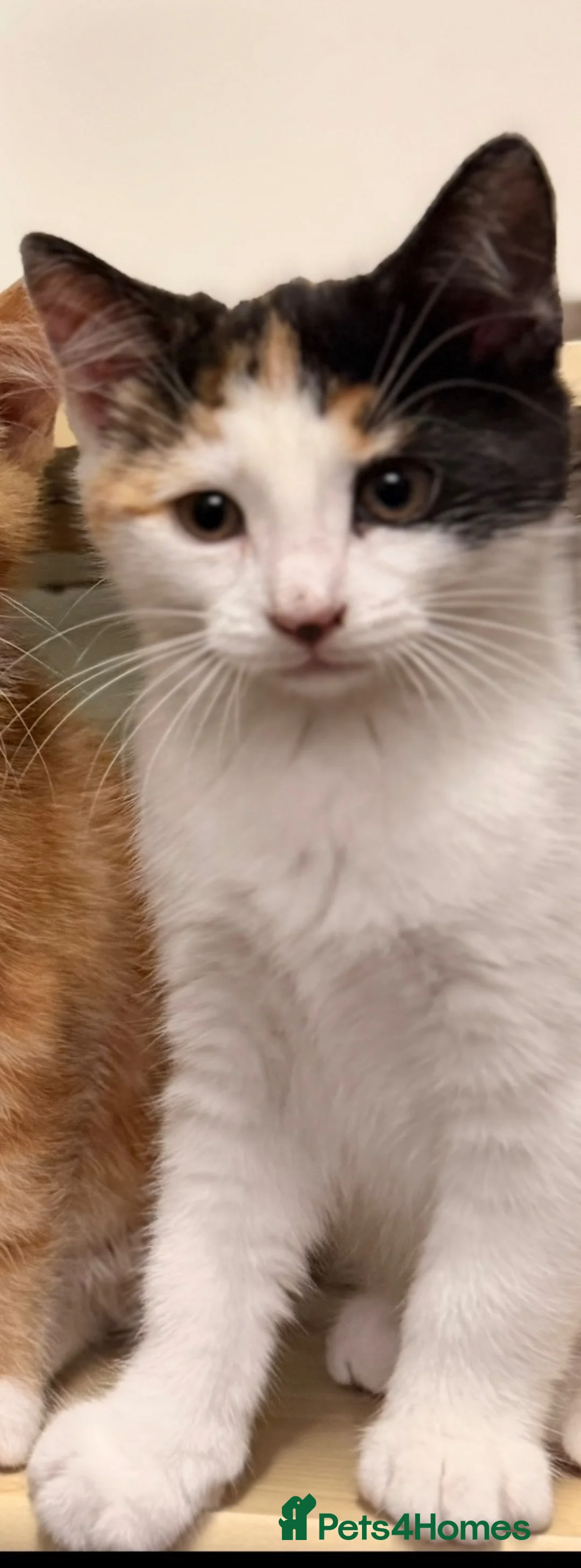 Mixed Breed cats for sale: 4 kittens for sale  - Advert 12