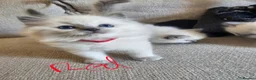 Ragdoll cats for sale: Beautiful Ragdolls Looking For Their Forever Home - Advert 9