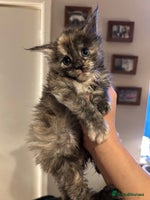 Maine Coon cats - Advert 7