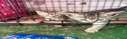 Mixed Breed cats for sale: 6 Remaining kittens looking for their forever home - Advert 6
