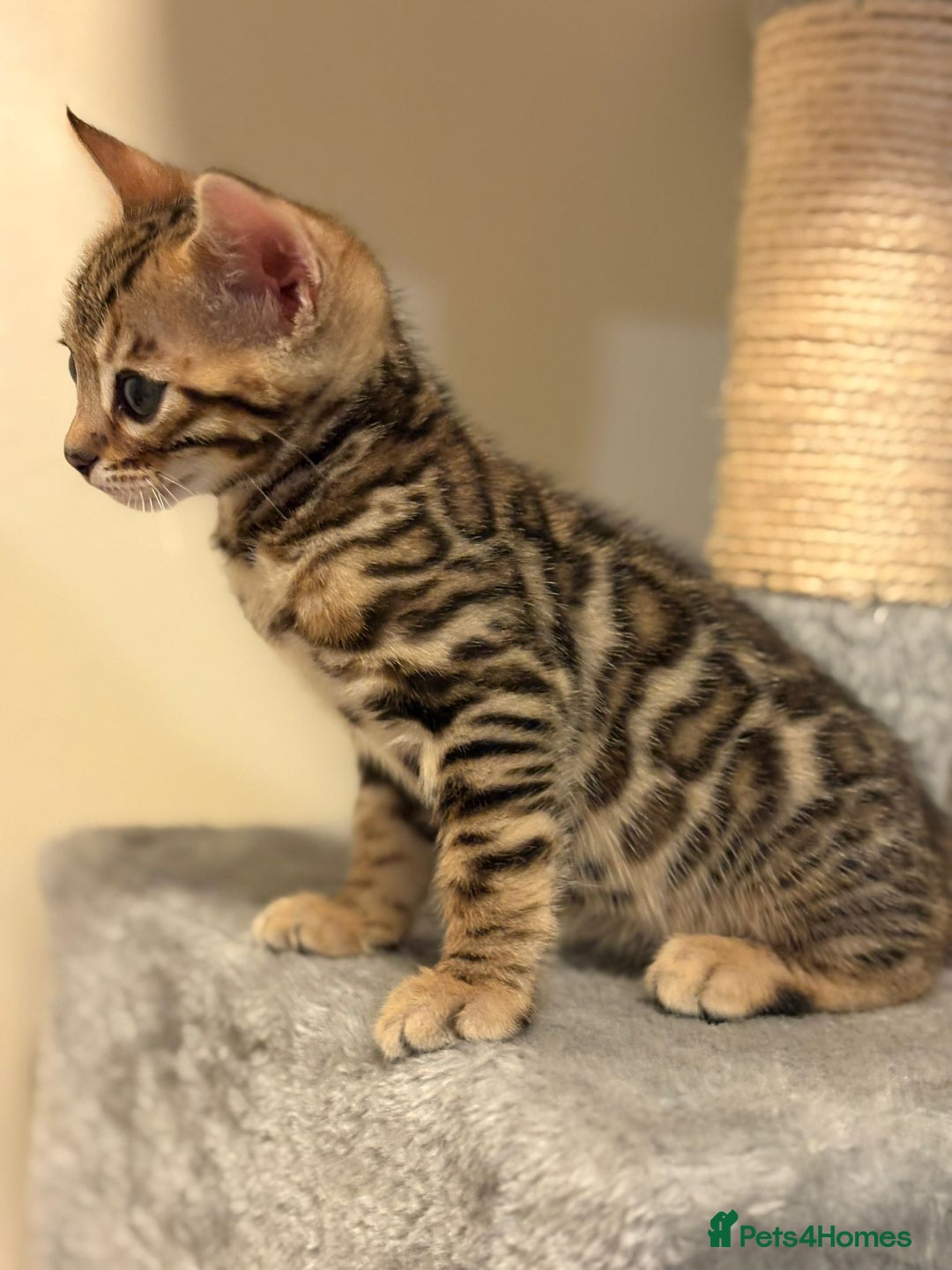 Bengal cats for sale: gorgeous pure bengal kittens  - Image 13