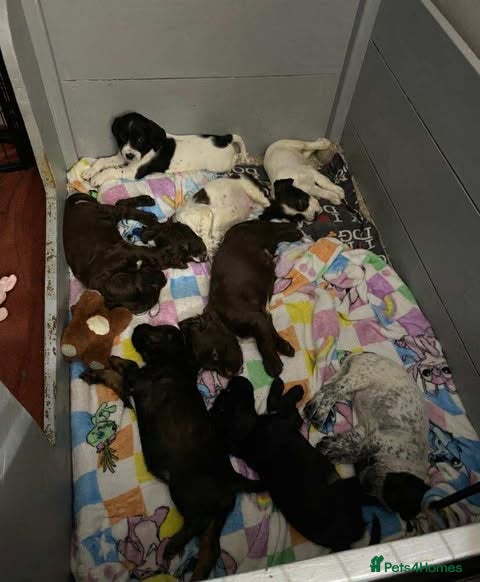 Sprocker dogs Beautiful Sprocker Puppies Ready 30th December - Advert 8