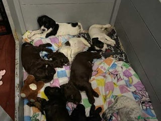 Sprocker dogs Beautiful Sprocker Puppies Ready 30th December - Advert 6