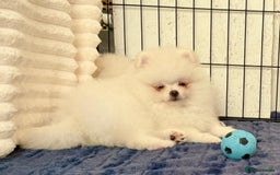 Pomeranian dogs for sale: 🐾✨ Rare White Extra Tiny Size Pomeranian Puppies  - Image 6