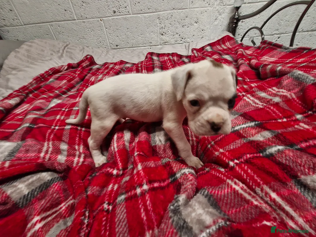 Boxer dogs for sale: Kc boxer puppies - Advert 7