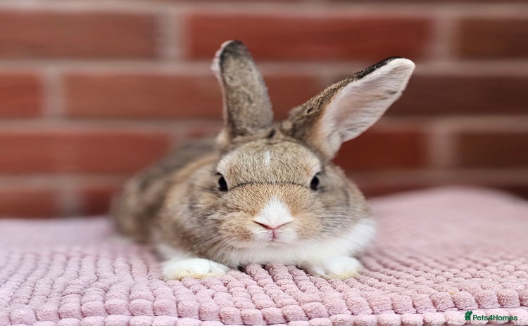 Dutch rabbits - Advert 1