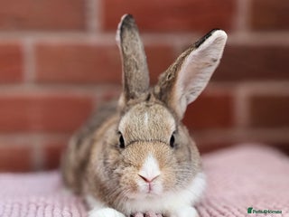 Dutch rabbits - Advert 2