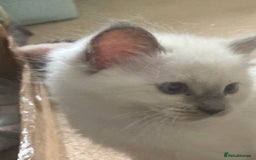 Ragdoll cats for sale: Ragdoll kittens - Image 6