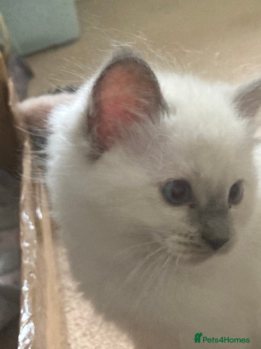 Ragdoll cats for sale: Ragdoll kittens - Image 6