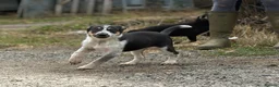 Border Collie dogs for sale: Pedigree border collie puppies  - Advert 16