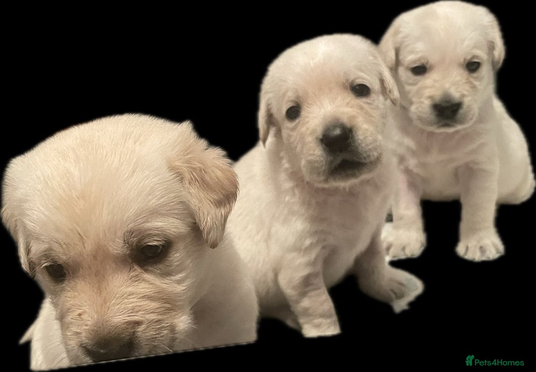 Goldador dogs for sale: Goldador Puppies  - Advert 7