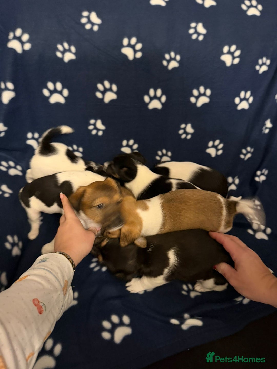 Jack Russell dogs for sale: Jack russel puppies - Advert 8