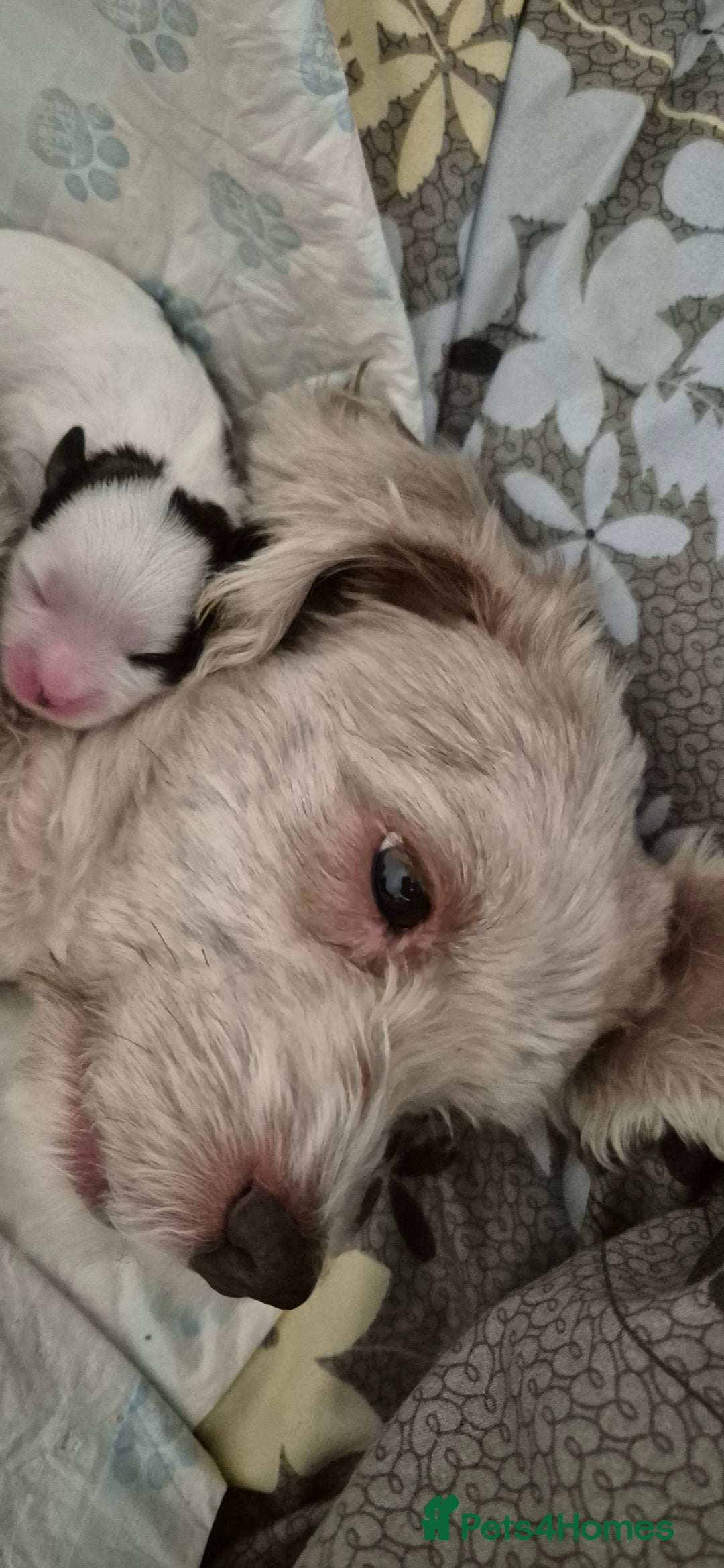 Shihpoo dogs for sale: shipoo puppy READY NOW - Image 2