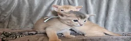 Abyssinian cats for sale: Beautiful Abyssinian Kittens  - Advert 20