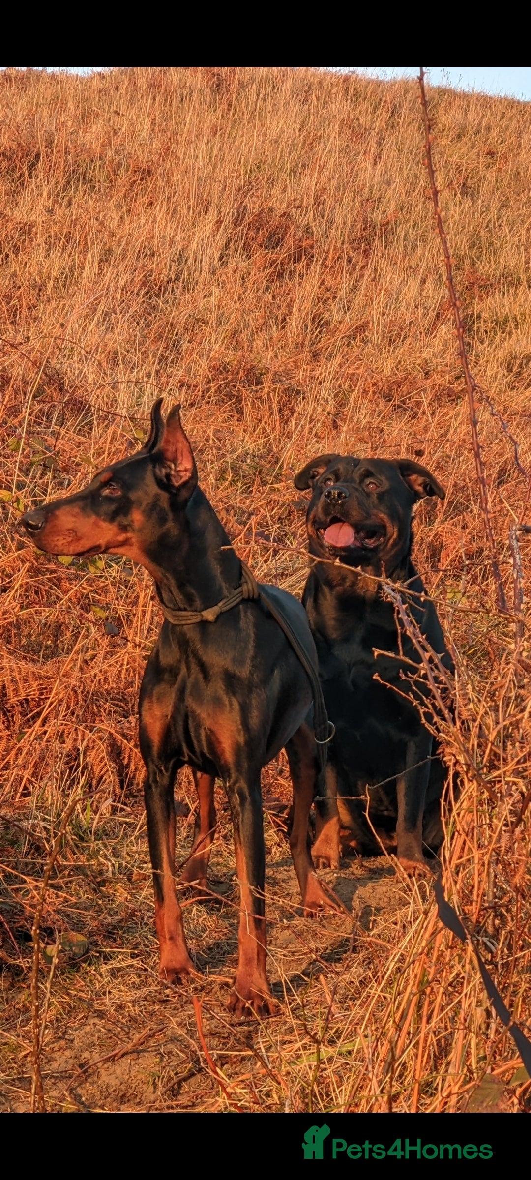 Rottweiler dogs for sale: 2 Beautiful Chunky Rottie pups - Advert 4