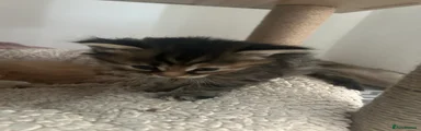 Ragcoon 3 tabby (no name)