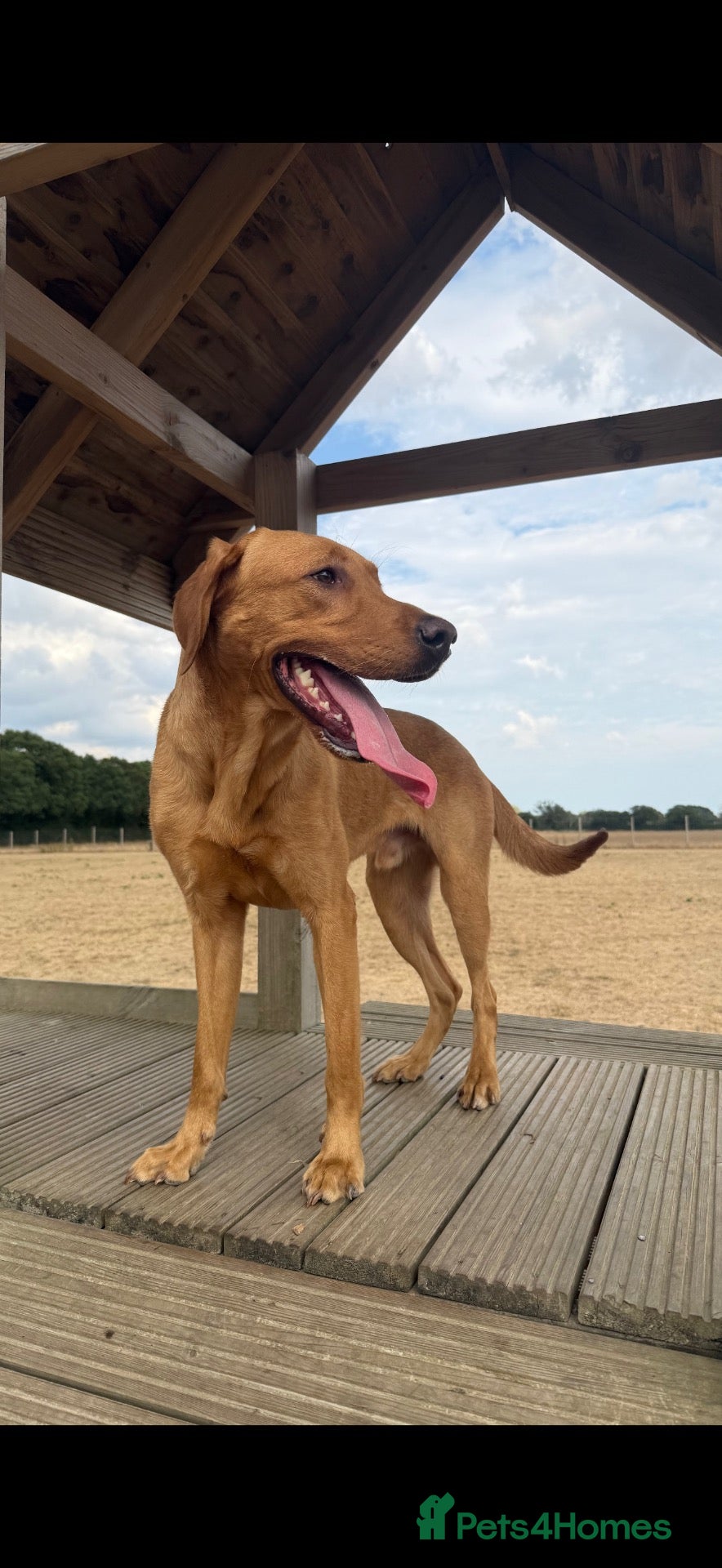 Labrador Retriever dogs for stud: KC Reg Fox Red (Yellow) Labrador Stud  - Advert 1