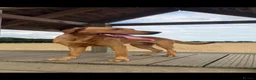 Labrador Retriever dogs for stud: KC Reg Fox Red (Yellow) Labrador Stud  - Advert 1