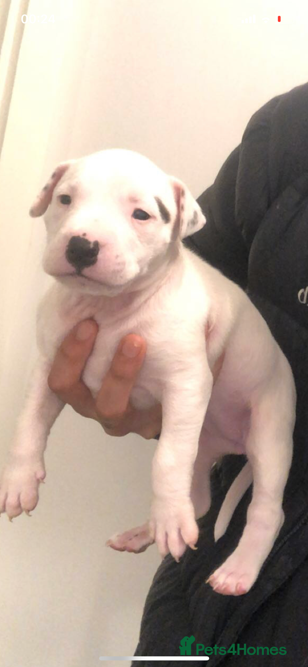 Mixed Breed dogs for sale: English bullterrier cross - Advert 4