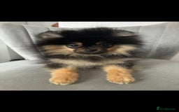 Pomeranian dogs for sale: Chico  - Image 3