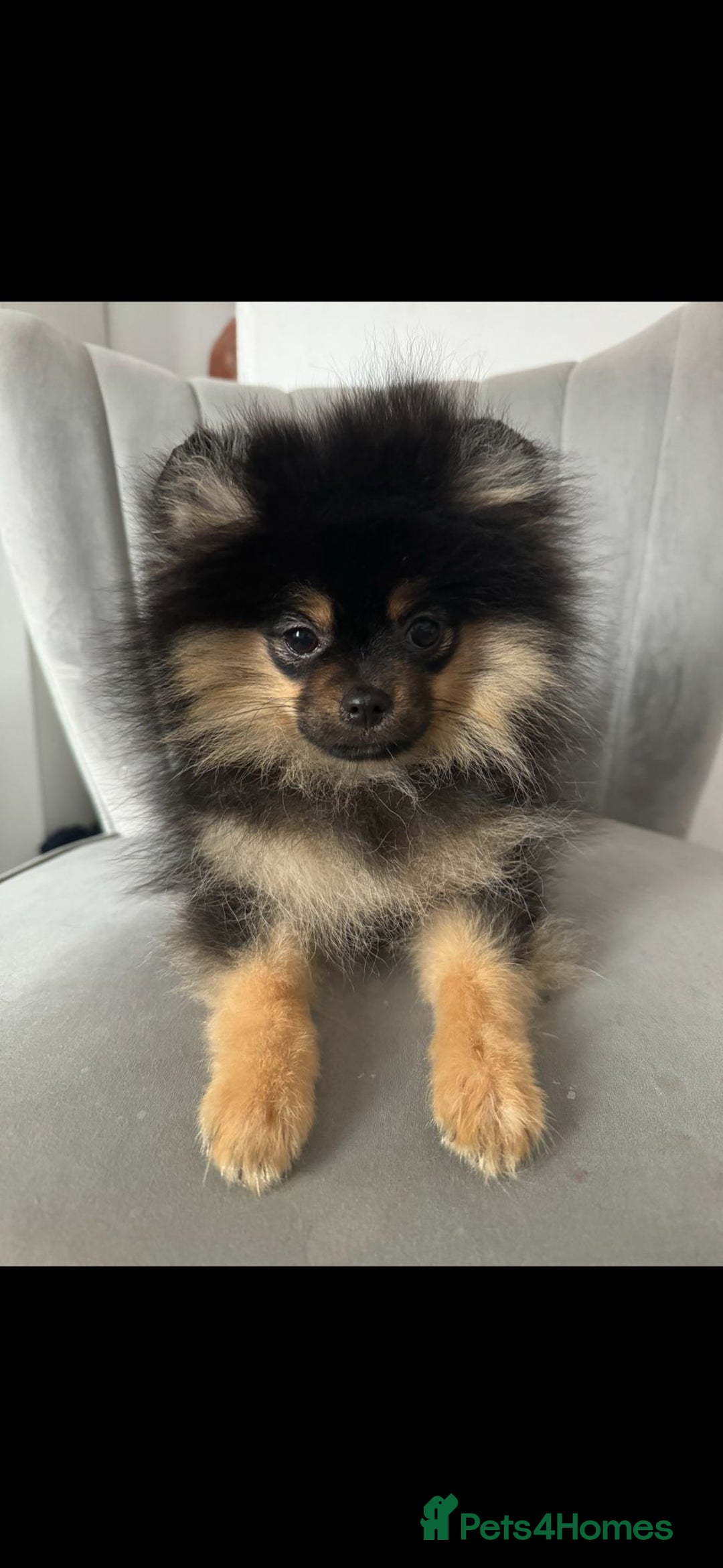 Pomeranian dogs for sale: Chico  - Image 3