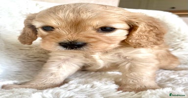 Cavapoo dogs - Advert 3