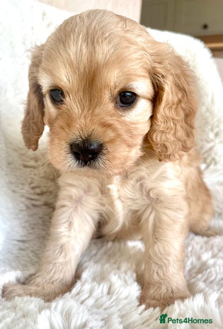 Cavapoo dogs - Advert 2