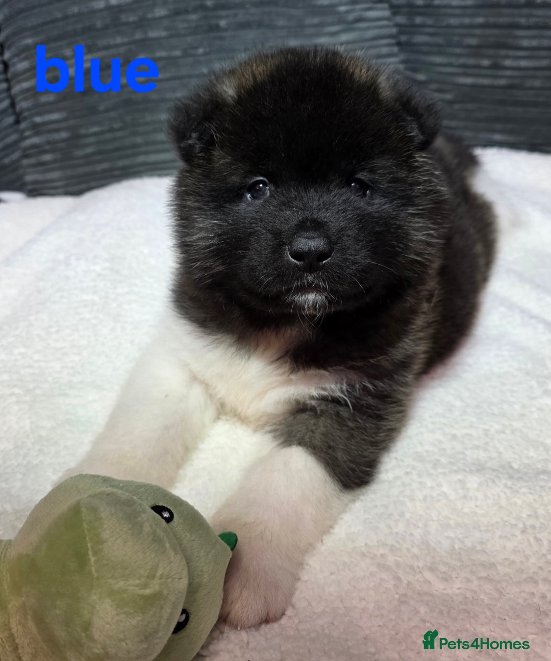 Akita dogs for sale: American akita puppies  - Advert 6