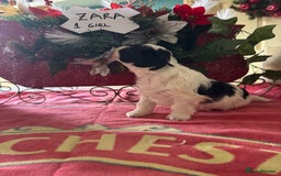 Bichon Frise dogs for sale: Bichon Frise X Bichon Havanez  - Image 5