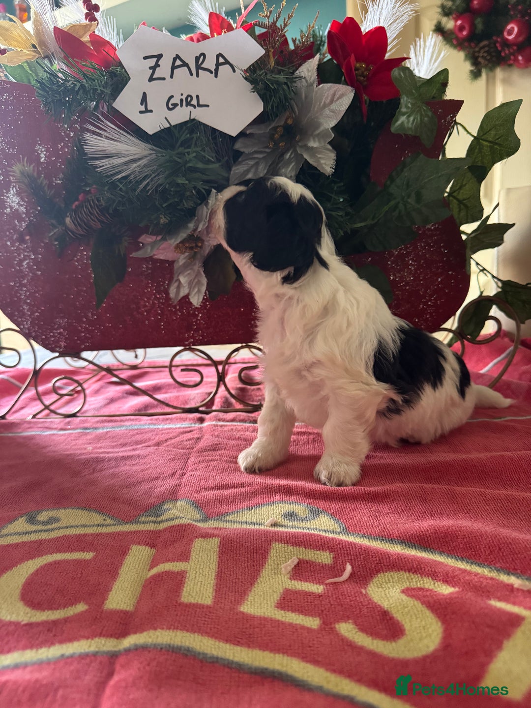 Bichon Frise dogs for sale: Bichon Frise X Bichon Havanez  - Image 5