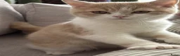 British Shorthair cats for sale: BSH CREAM BİCOLOUR MALE CHAMPION BLOODLİNE in Barking - Advert 10