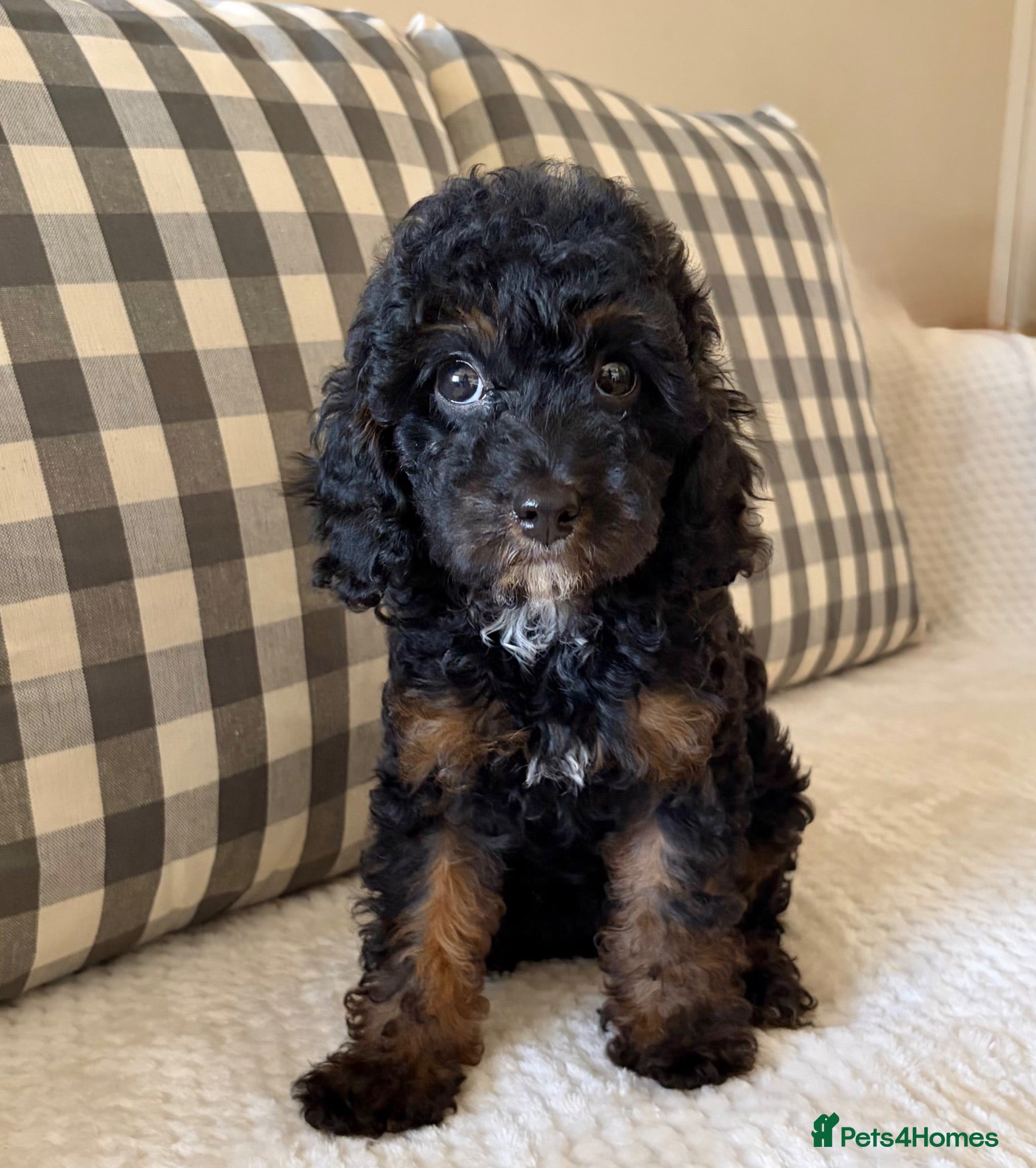 Cockapoo dogs Health tested cockapoo puppies  - Advert 1