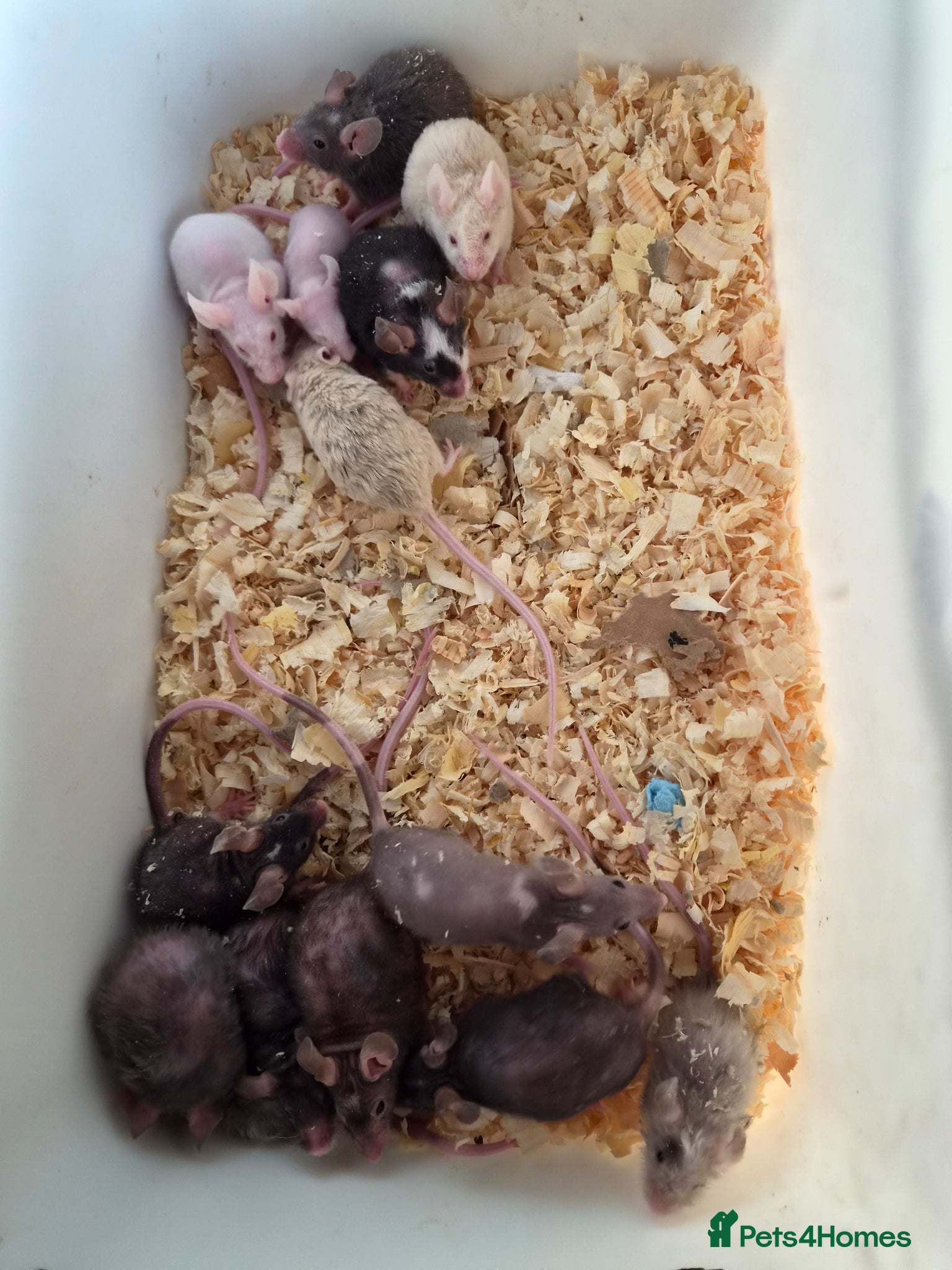 Mouse rodents Fancy pet mice for sale £8 each  - Advert 16