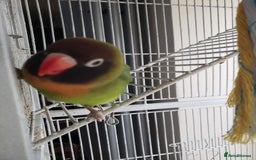 Lovebirds birds for sale: Love birds family - Image 6