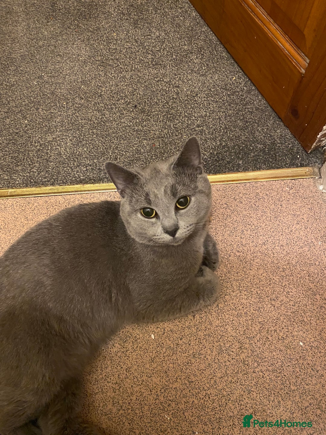 Mixed Breed cats for sale: British Shorthair X Russian Blue Male - Image 1
