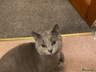 Mixed Breed cats - Advert 2