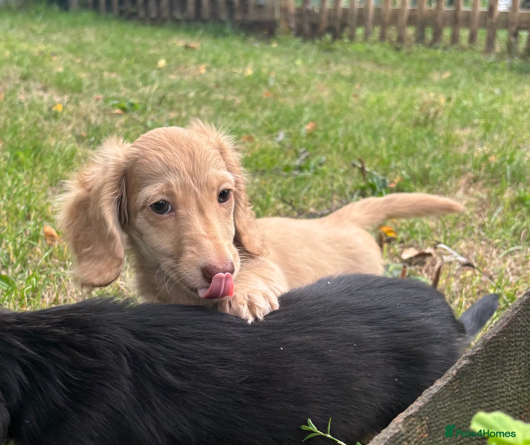 Miniature Dachshund dogs for sale: Miniature long haired cream dachshund. KC reg/PRA - Image 10