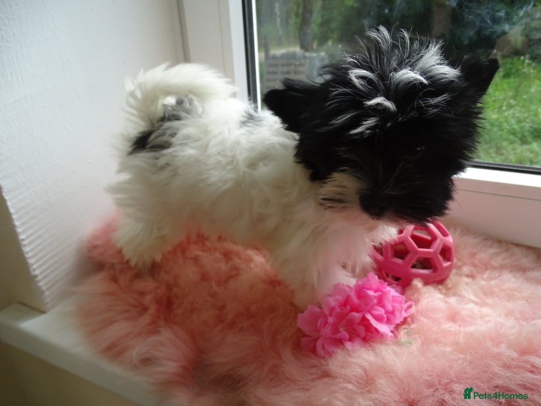 Yorkshire Terrier dogs for sale: Rare Colourful Pedigree Yorkies Certified Breeder - Image 14